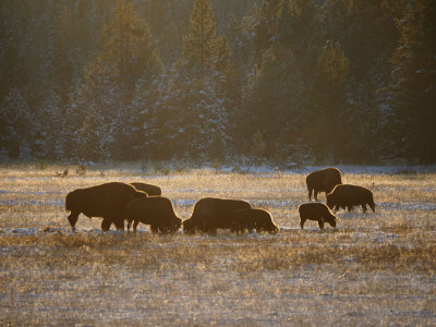 Bison in the setting sun