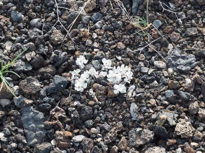 Flowers among the lava stone