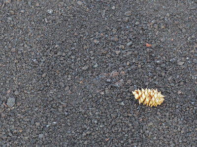 A fallen acorn on volcanic rock
