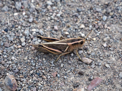 Grasshopper on the trail at Shoshone Falls