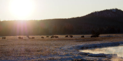 American buffalo (bison) on the plains at sunset