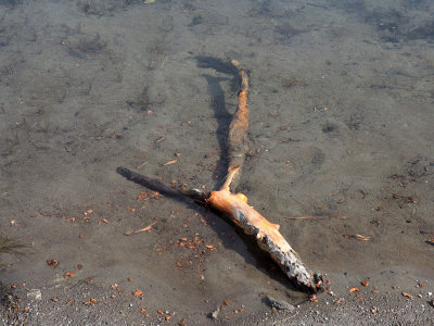 A broken branch in the clear waters of the Snake River