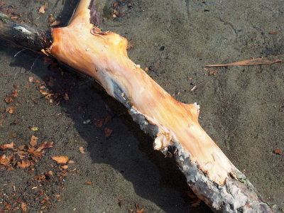 Colorful designs on a piece of driftwood