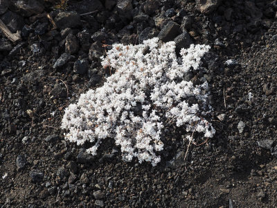 Flowers in the lava flow