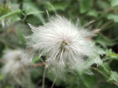 Flower by the trail at Shoshone Falls