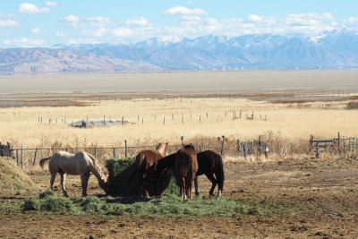 On Antelope Island with Salt Lake City in the background