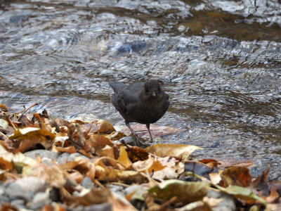 Walking by the river side