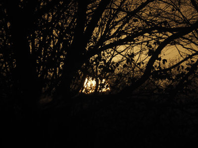 The sun rises behind the trees in our neighborhood