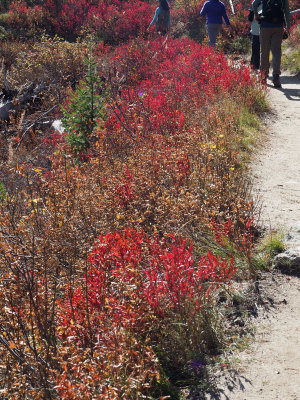 Fall colors on the hike around Jenny Lake