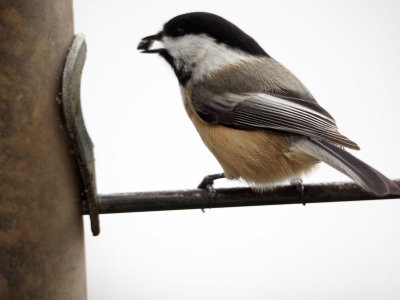 Chickadee