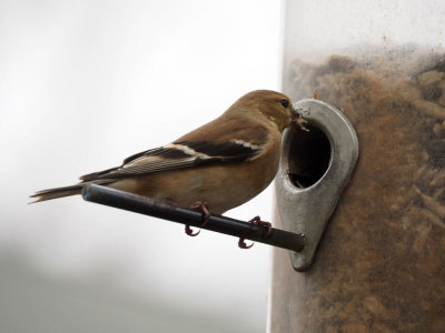 Eastern Goldfinch