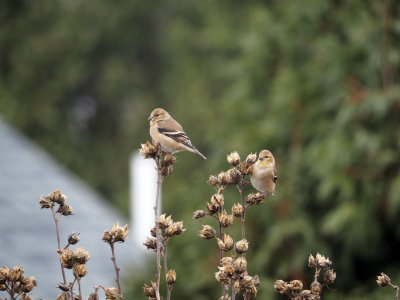Easten Goldfinches