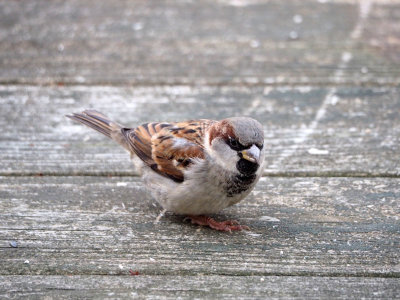 Sparrow?