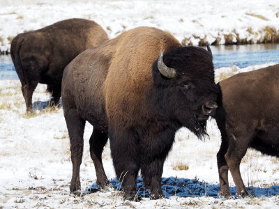 American Buffalo (bison)