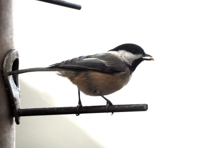 Chickadee