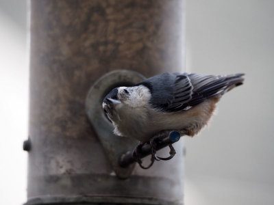 Nuthatch