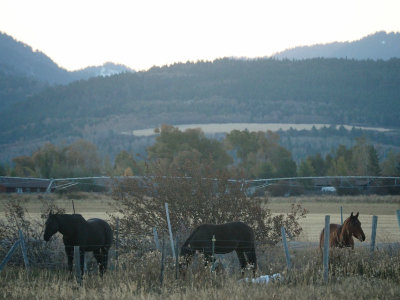 Horses in the early morn