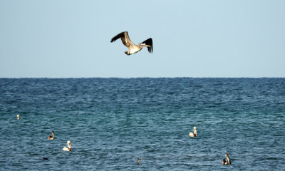 The pelican
