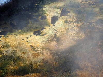 Bacterial growth in the water in the Terrace Spring area