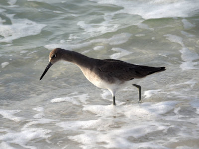 A sandpiper (I think!)