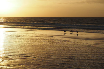 Maybe the early bird catches the worm