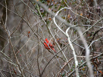 The hidden cardinal