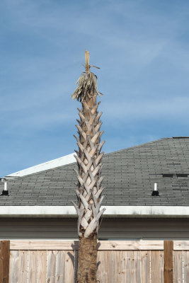 Palm tree by the pool