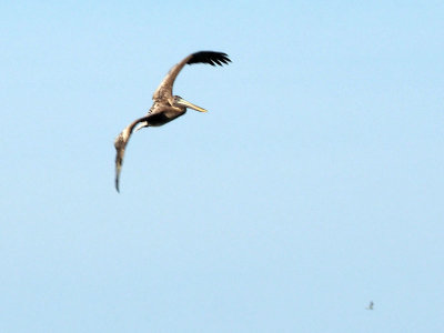 Pelican in a turn