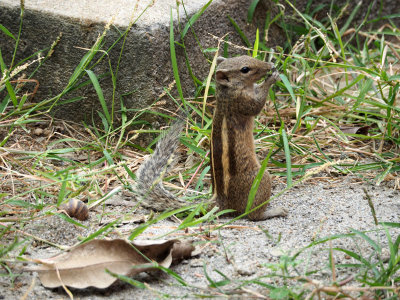The Indian Squirrel