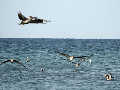 Pelicans