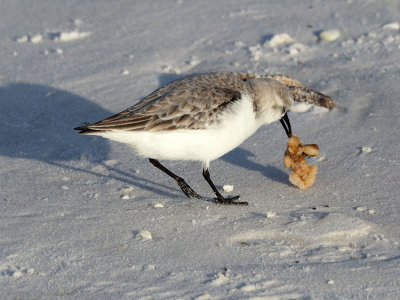 Feasting on the beach
