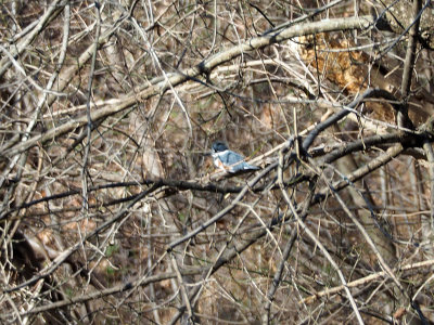 A belted kingfisher in the distance