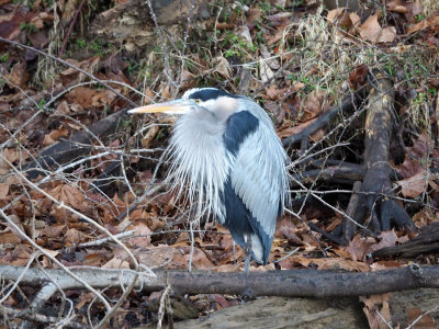 January 19th - Great blue heron