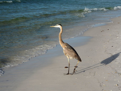 The heron on the beach