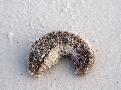 A sea cucumber on the beach covered with sand