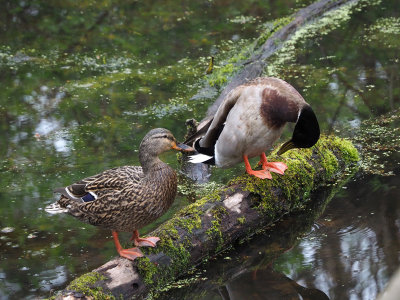 The mallard pair