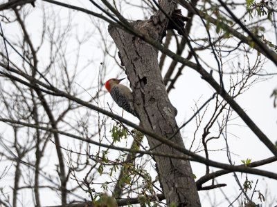 A red bellied woodpecker (I think)