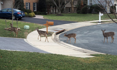 Marching through our suburban cul-de-sac