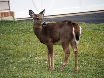 Deer in the neighbor's yard