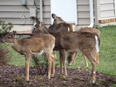 Deer in the neighbor's yard