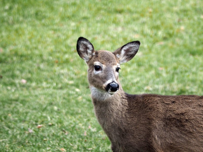 Deer in our neighborhood