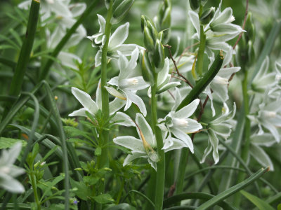 Nodding Star-of-Bethlehem