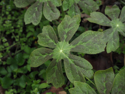 Mayapple