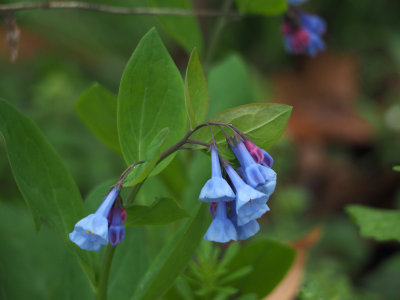 Virginia bluebell