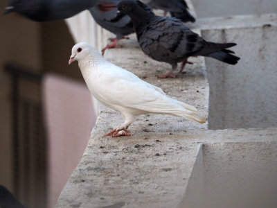 The white dove