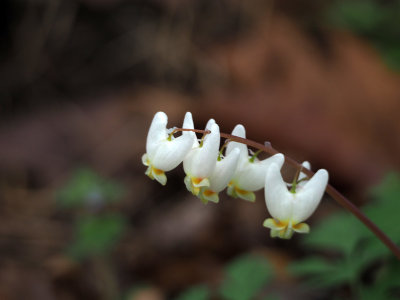 Dutchman's Breeches