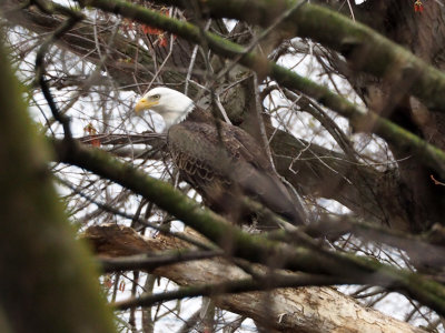 The bald eagle