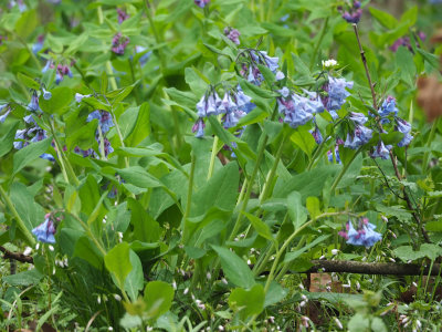 Virginia bluebell