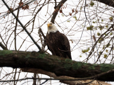 The bald eagle