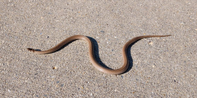 The snake in the neigborhood